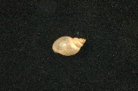 藏品(小椎實螺)的圖片